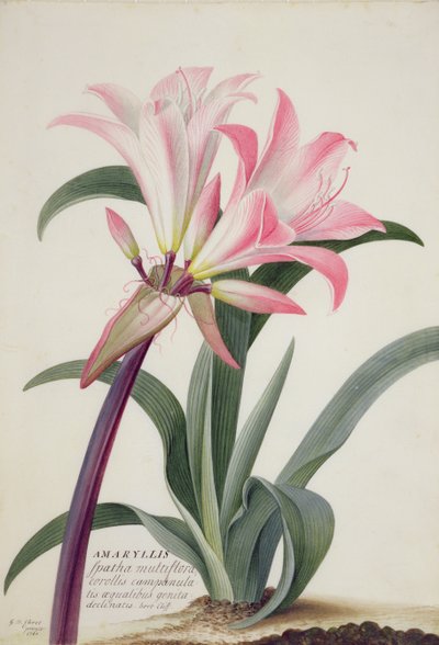 Amaryllis Belladonna, 1761 - Georg Dionysius Ehret